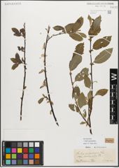 Foto von Salix myrsinifolia Salisb.